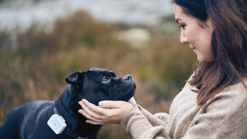 Bluetooth LE and cellular IoT wearables help us take care of our pets